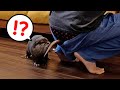 Otter Bingo&Belle helps daddy with his house chore