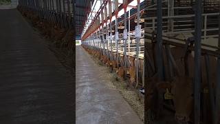 Most big Beef cattle farming in south korea 🇰🇷|| Hanwoo beef|| gai farm in south korea|| cow farm||