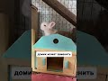 Содержание БЕЗ ДОМИКА кролики кролик Bunny Rabbit Содержание БЕЗ ДОМИКА кролики кролик Bunny Rabbit