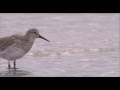 Super Bird!!  Plight of the Red Knot
