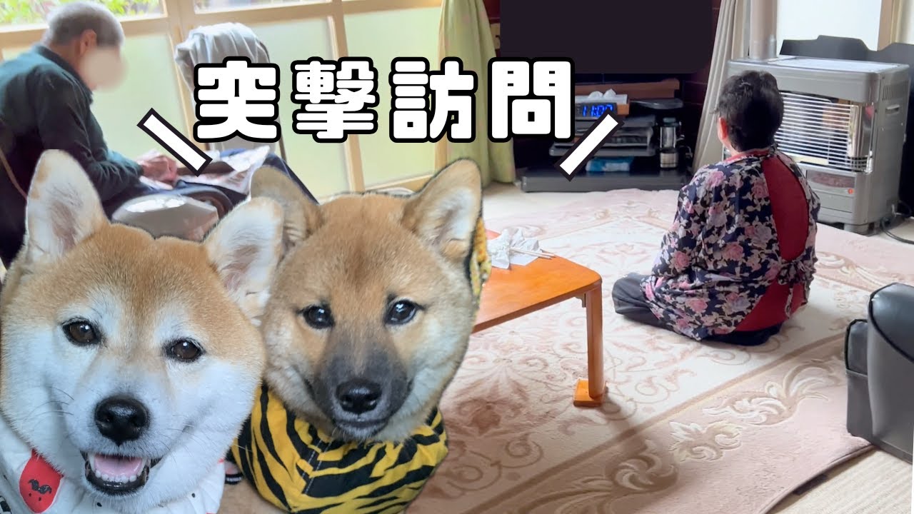 ⭐ゆずちゃん様オーダー(柴犬3段)＋2点♥️DIY♥️--167・173・176 I've had enough] I've decided to leave home and take my beloved