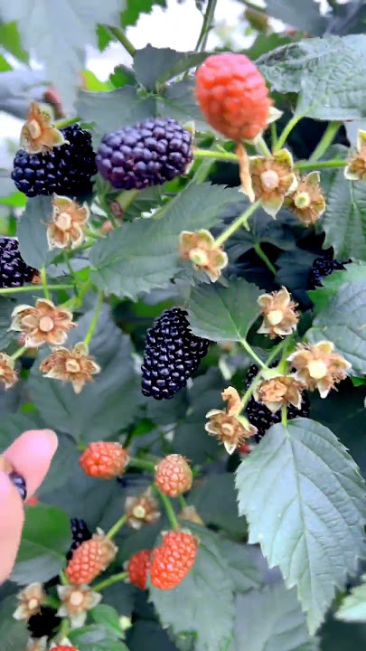 Blackberry Or Blueberry What Would You Like? #satisfying #shortsvideo