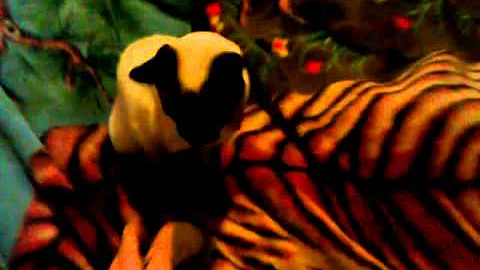 Watch the video about Siamese kitten playing fetch