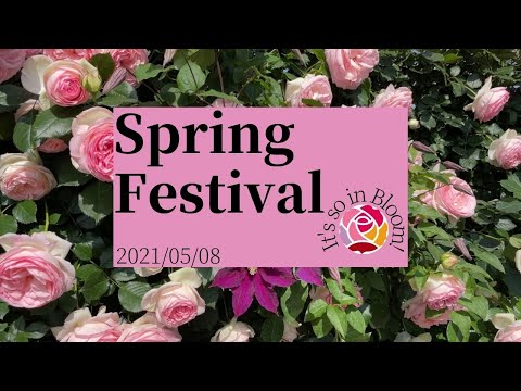 【庭園】春バラ見ごろです♪2021年5月8日撮影