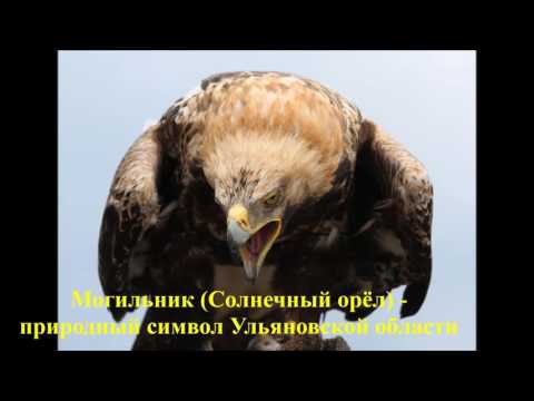 Красная книга Птицы России Красная книга Птицы России