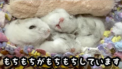 寝てるだけでかわいいハムスター Shorts Mp3