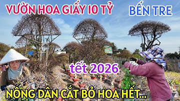 CẢNH CHƯA TỪNG THẤY VƯỜN HOA GIẤY 10 TỶ CHỢ LÁCH BẾN TRE 2026 BÀ CON CẮT BỎ HẾT HOA GIẤY VÌ ĐIỀU NÀY
