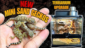 I GOT MORE MINI GECKOS! HOW TO UPGRADE A DESERT TERRARIUM!