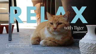 relax with Tiger | city nature ASMR