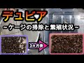 【デュビア】掃除方法と繁殖状況