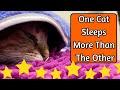 Why Do Some Cats Sleep More Than Others?