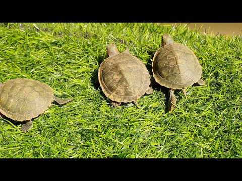 ভিডিও: স্থল কচ্ছপের জন্য কীভাবে যত্ন নেওয়া যায়