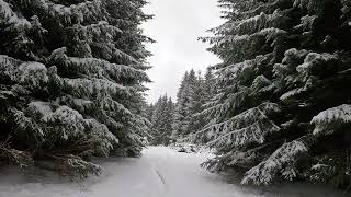 Winter Walk In The Pure Silent Forest between The Trees