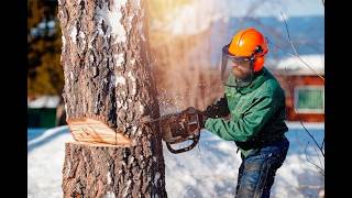 Cutting Trees and Building Dreams The Smart Way to Turn Timber Into a Lasting Home Structure
