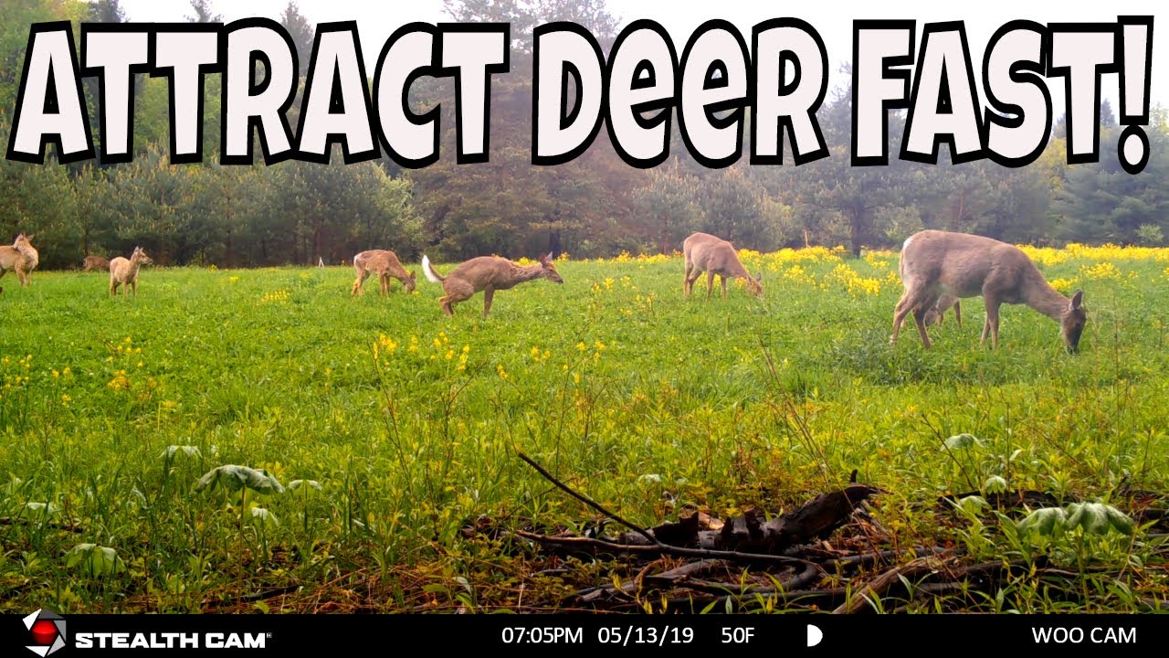 HOW TO ATTRACT DEER TO YOUR PROPERTY WITHOUT BAITING! - YouTube