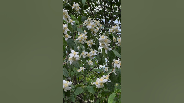 Fleurs sauvages au ranch ! (Et comment nous les avons utilisées) #fleurssauvages #bouquetdiy