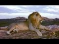 Christian the Lion v Cry ....(written/composed by K.Godley and L.Creme)