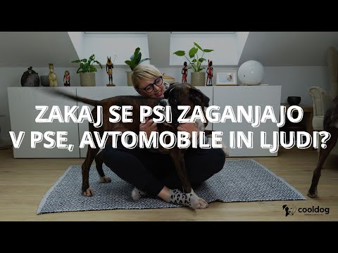 Video: Kako hraniti majhnega psa brez zob