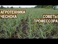 Советы по агротехнике чеснока. Сузан В. Г. Доктор с.-х наук, профессор. КФХ Игоря Дмитриева.