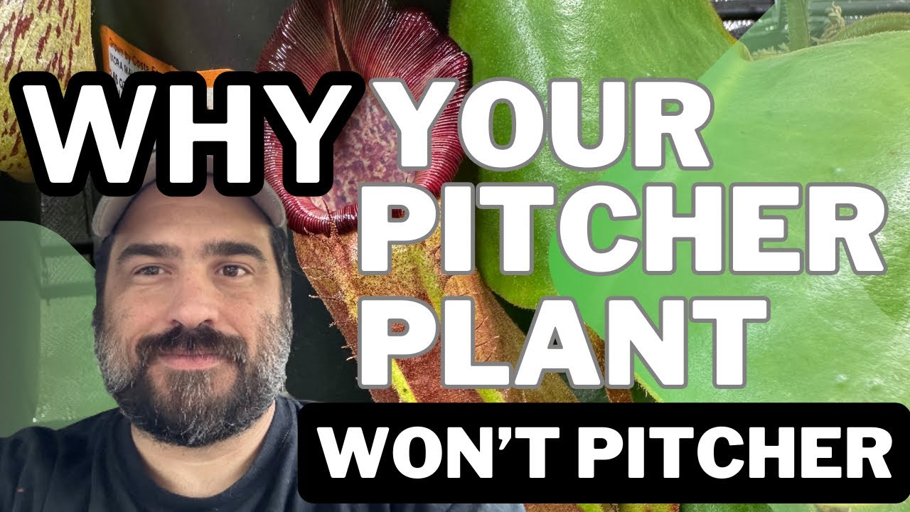 Почему ваш непентес не цветет.