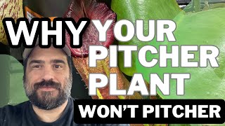 Why Won't My Pitcher Plant Make Any Pitchers?