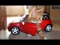 【面白い動画】 かわいい猫 - かわいい犬 - 最も面白いペットの動画 #86
