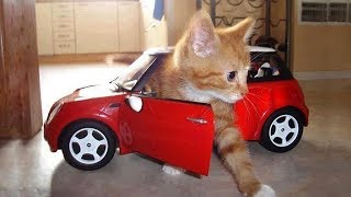 【面白い動画】 かわいい猫 - かわいい犬 - 最も面白いペットの動画 #86 by Kute Cats 25,840 views 5 years ago 10 minutes, 47 seconds