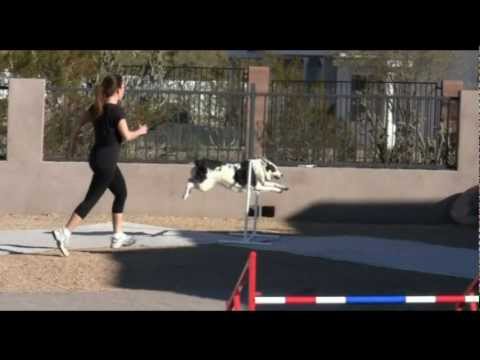 backyard-dog-agility-training-with-roxy