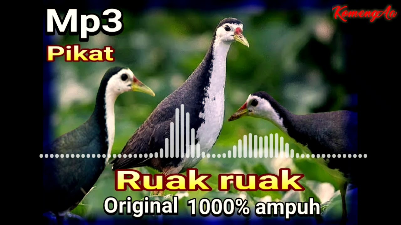 Suara ruak ruak pikat mp3 original 1000% ampuh 