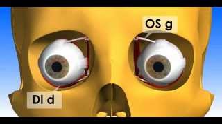 Oculomotricité : mouvement binoculaire regard bas droite