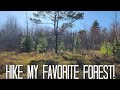 Nature hike in my favorite forest