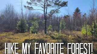 Nature Hike in My Favorite Forest!