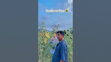 Thumbnail of Taking my parents to sunflower farm❤️ #song #music #love #nagagirl #sunflower