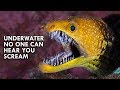 Moray Eels are Straight out of Alien