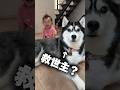 赤ちゃんをお掃除ロボットから守るシベリアンハスキー