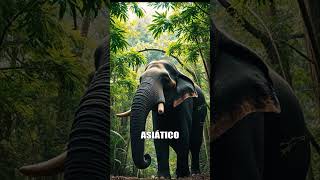 Sin el elefante asiático, la selva no florece 🌿 #conservación #extinción #cambioclimático #selva