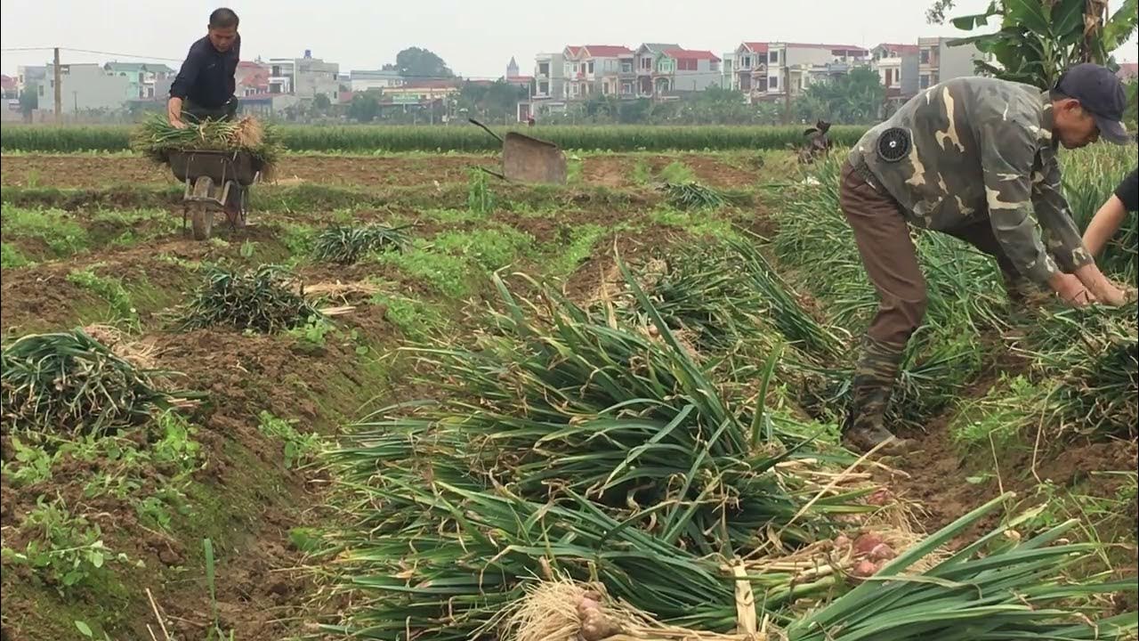 the-importance-of-cover-crops-in-weed-management-youtube