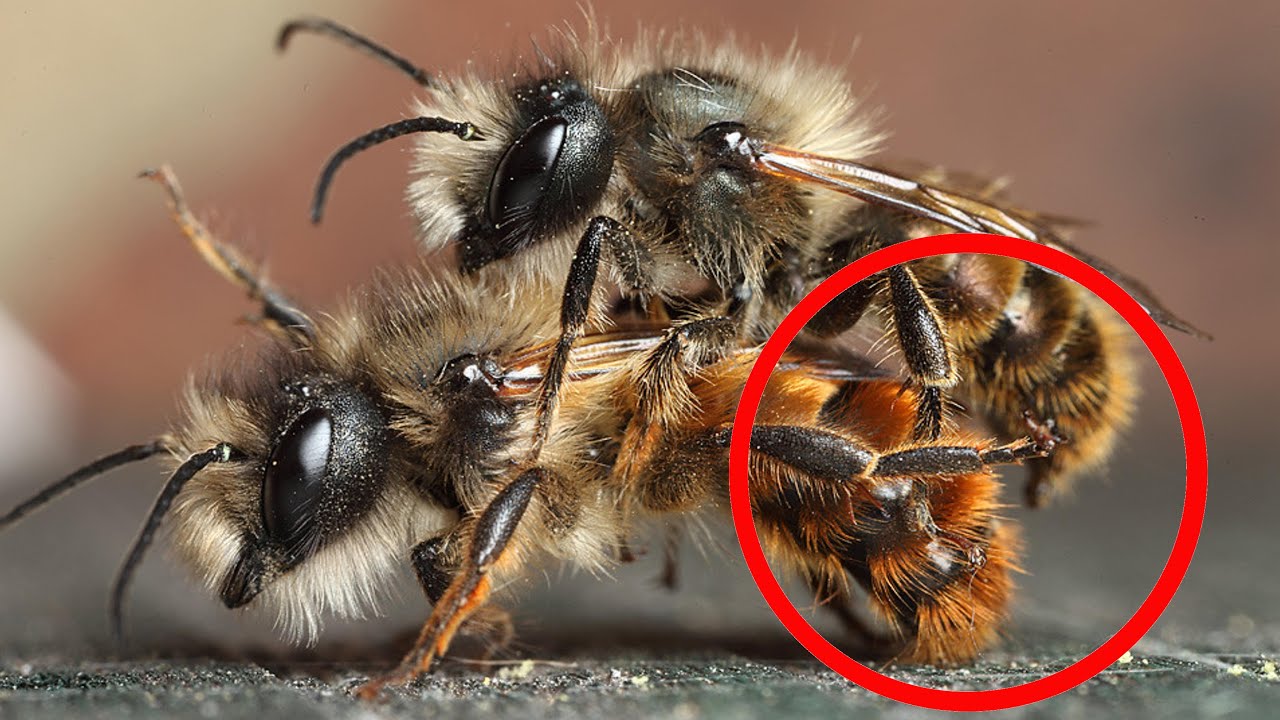 Sad Sex Life Of Honeybees Youtube Free Nude Porn Photos