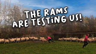 Catching BIG RAMS