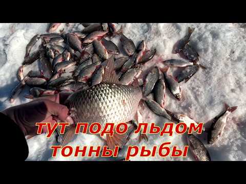 Тут тонны рыбы, лови не хочу. Рыбалка на хапугу и паук. Хапуга и паук  не лезут в лунку.