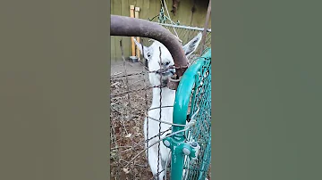Mocha And Gnomie Goatlife Shorts 