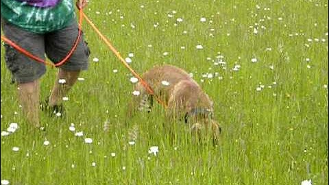 Boldog General Burkhalter; Tracking Part I