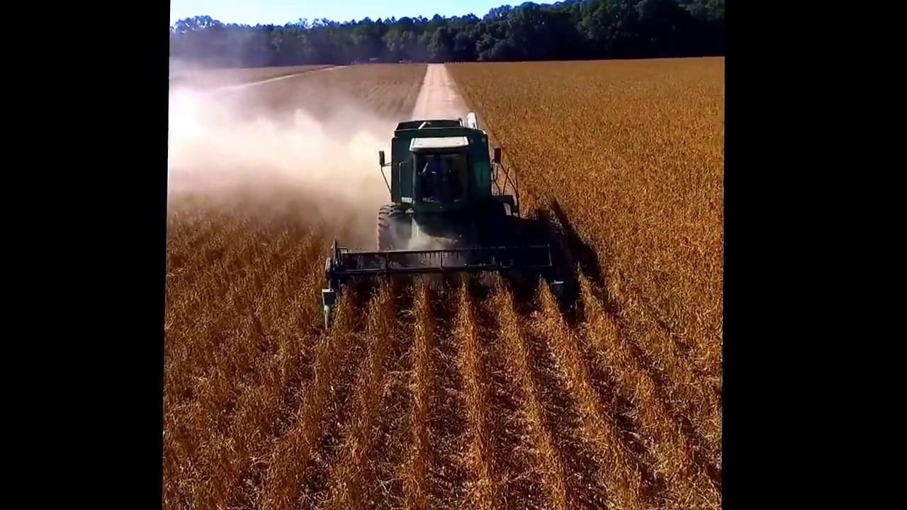 Florida soybean Harvest 2016 YouTube