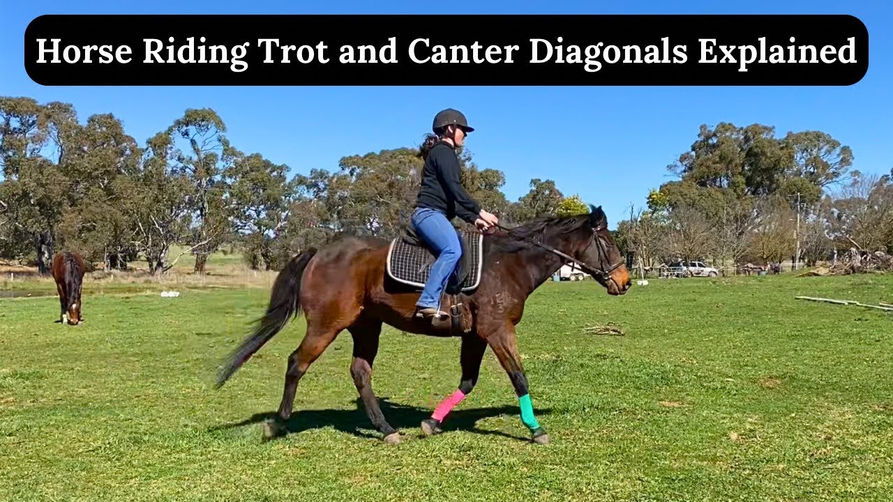 Diagonal In Riding Horse Riding Trot and Canter Diagonals Explained | Horse Riding ...