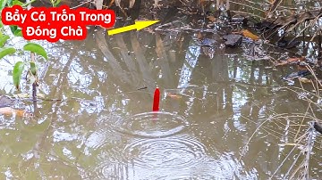 Câu Cá , Giật Liên Tục Bầy Cá Rô Đồng , Cá Chốt Ẩn Nấp Trong Đám Chà