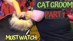 Dont cut my cat hair too short - PT1