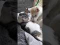 先住猫からめちゃくちゃ気に入られてる赤ちゃんハスキー #シベリアンハスキー #ハスキー #猫