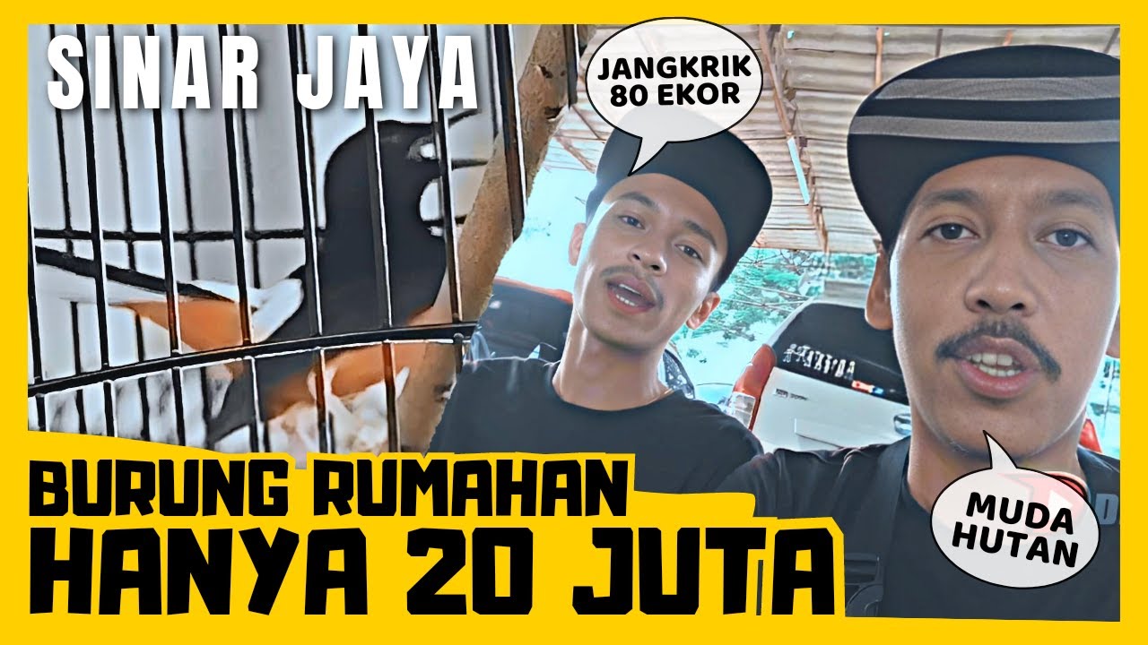 MURAI BATU SINAR JAYA MAKAN JANGKRIK 80 EKOR 😱 SUARA MURAI TERPANJANG