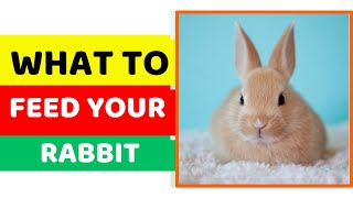 What to Feed Your Pet Rabbit by Pet Care Tips 42 views 3 months ago 2 minutes, 22 seconds