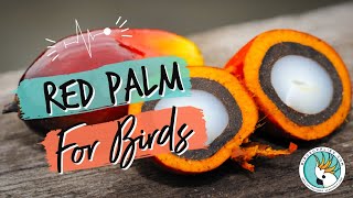 UnRuffledRx Red Palm Oil for Birds screenshot 5
